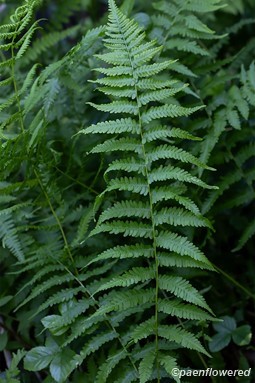 Frond